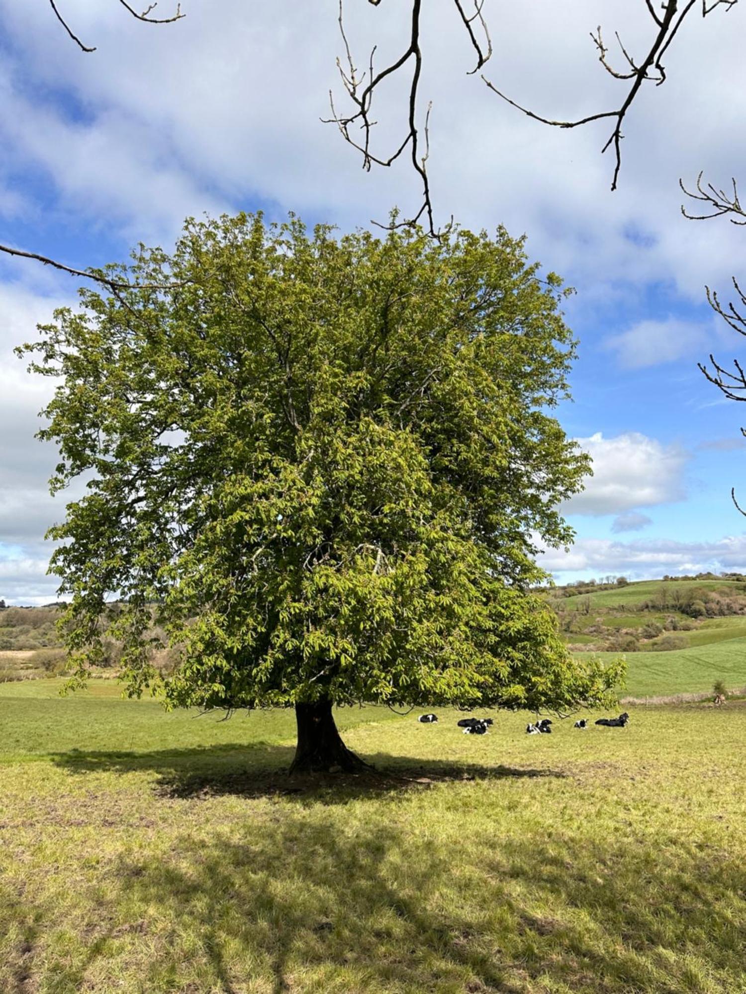 Chestnut View * Skibbereen